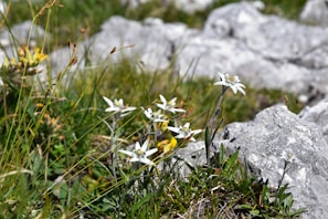 A panoramic view of alpine meadows dotted with clusters of white edelweiss flowers in their natural habitat.