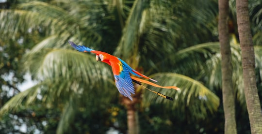 flying birds beside tree in Sentosa Singapore