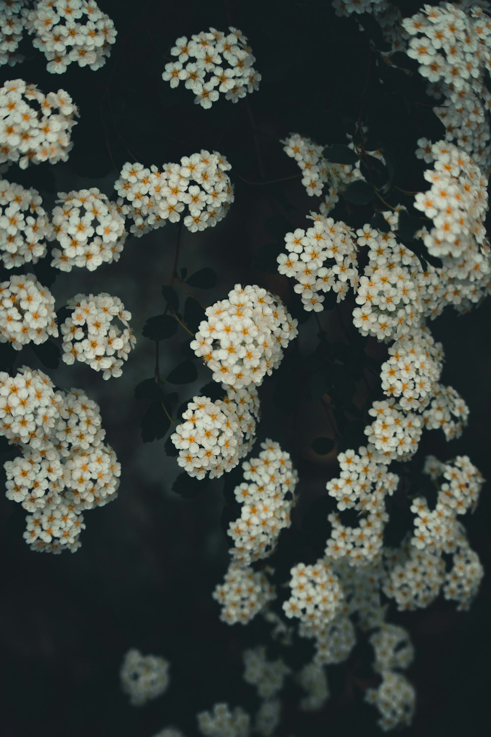 white petaled flowers