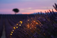 selective photo of green leafed plants