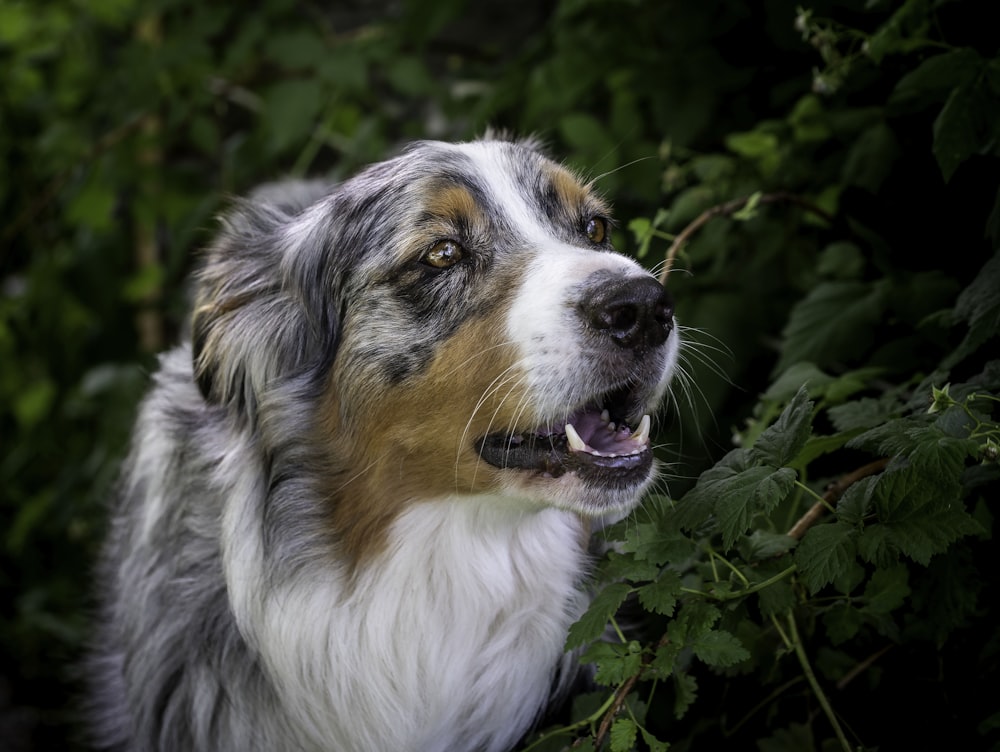 closeup photo of Australian shepherd near green leafed plant