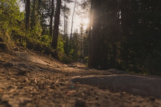 forest under sun rays