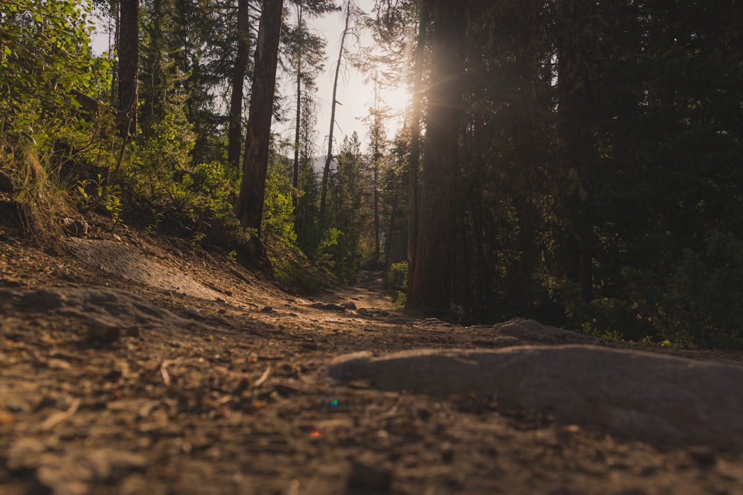 Forest photo spot Colorado Lower Cataract Lake