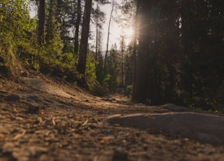 forest under sun rays