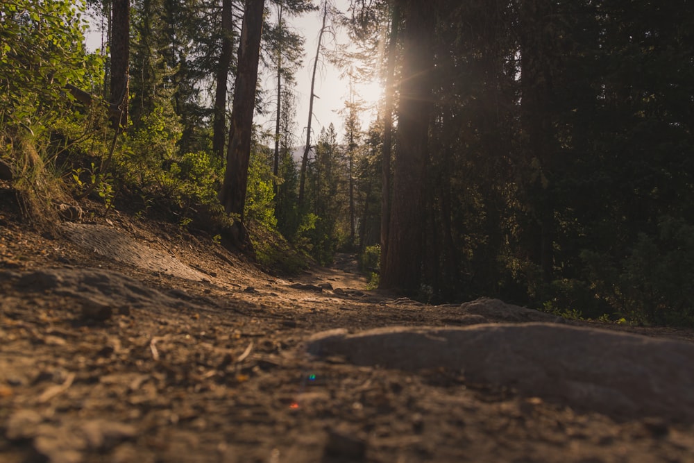 forest under sun rays