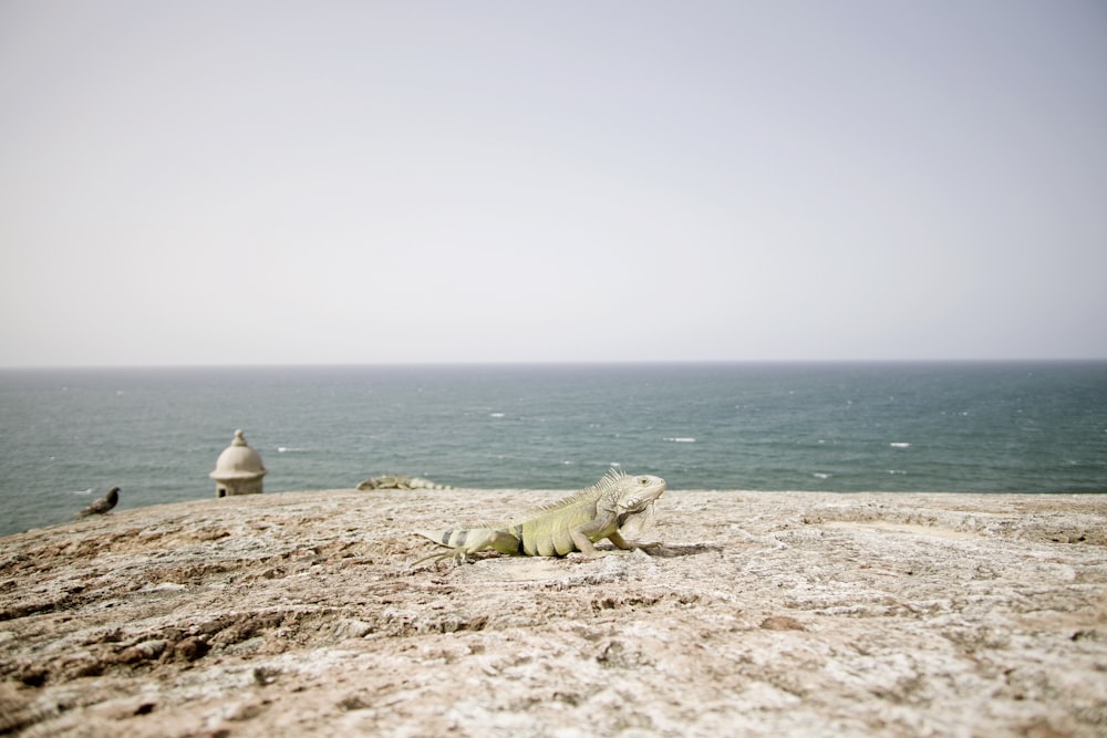 bearded lizard near body of water