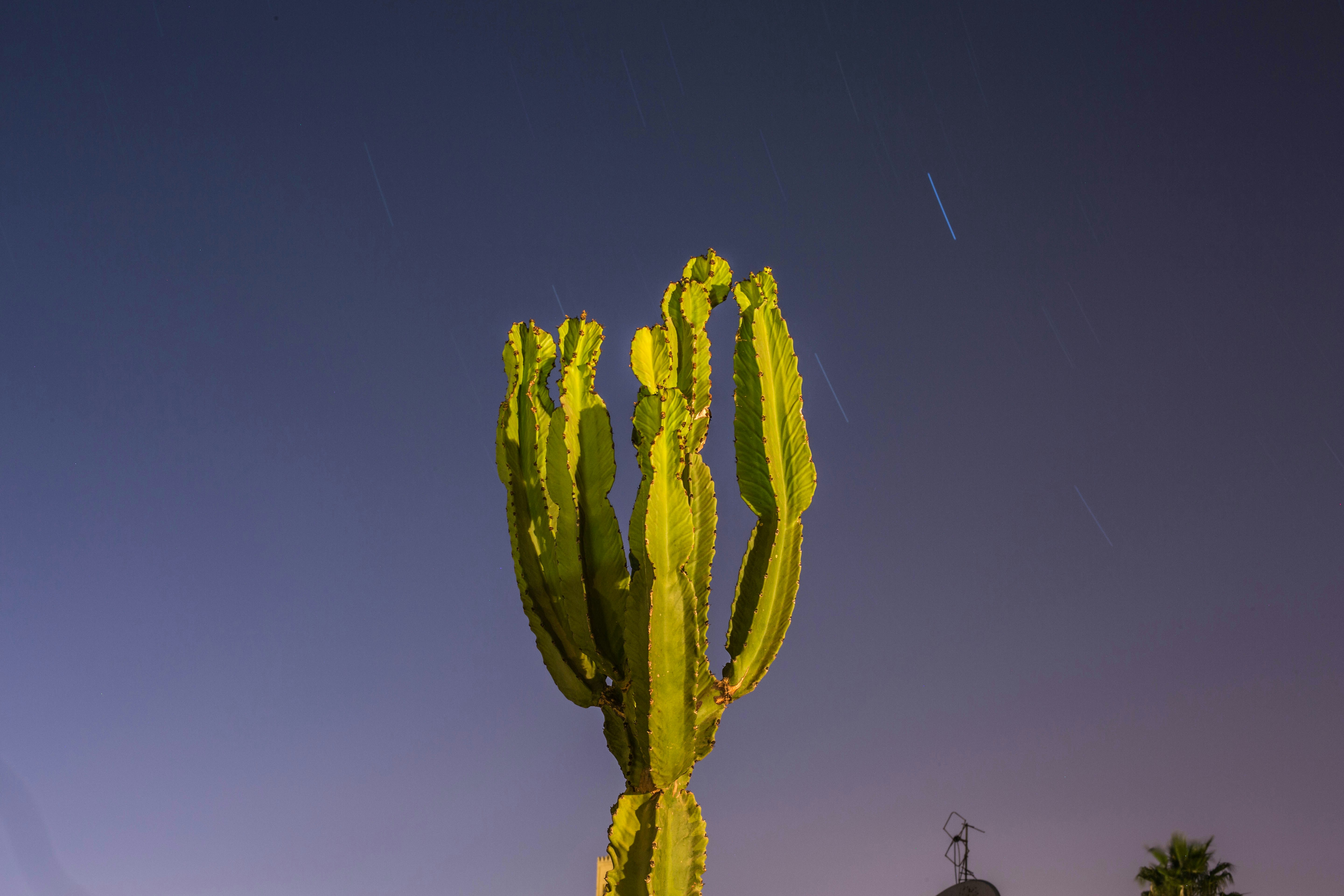 closeup photo of green cactus plant cactu teams background