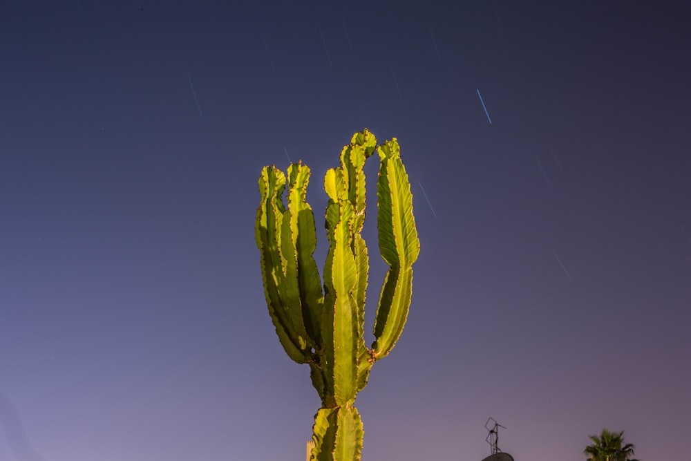 closeup photo of green cactus plant