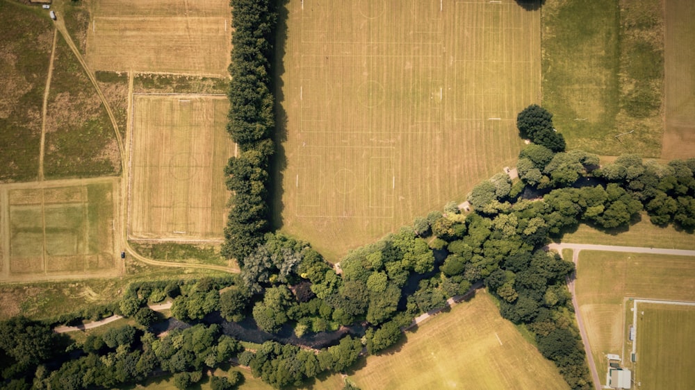 top view of trees