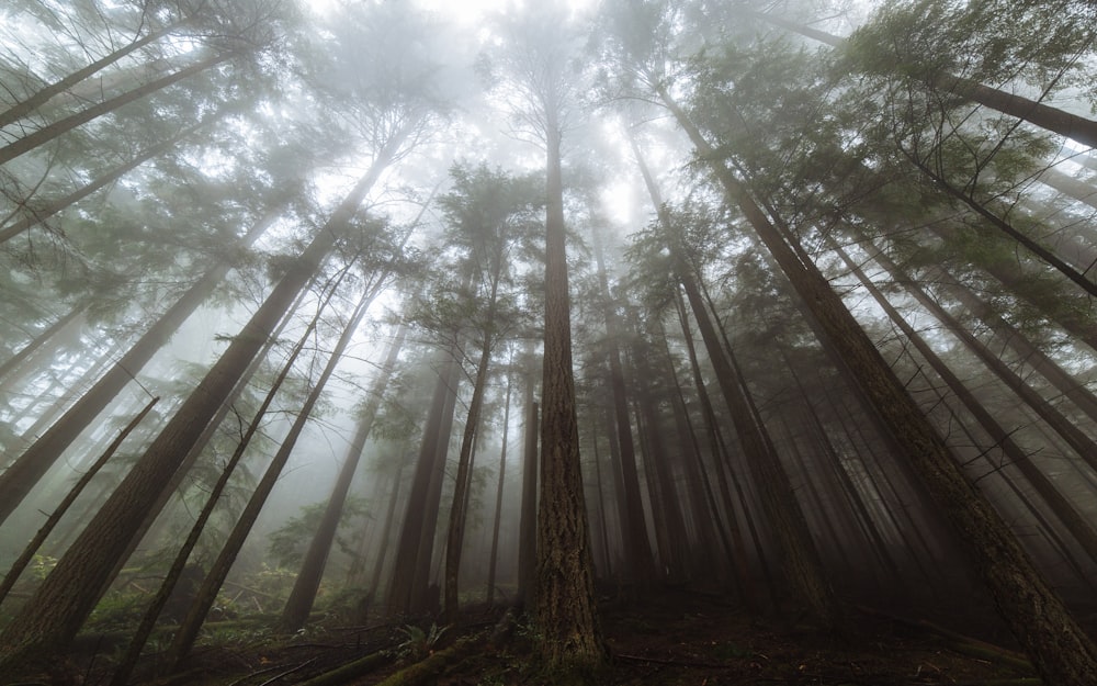 worm's eye-view of forest