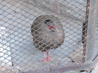 A bird with brown feathers and bright red legs is standing in an enclosure surrounded by a wire mesh. The enclosure has a rough concrete floor, and the bird appears calm and stationary.