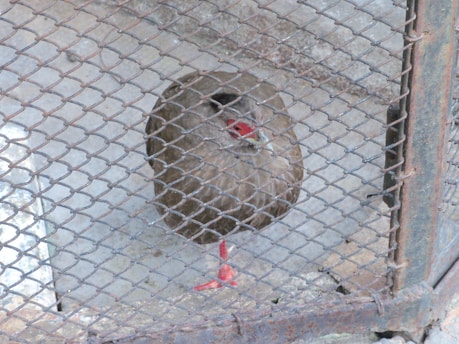 A bird with brown feathers and bright red legs is standing in an enclosure surrounded by a wire mesh. The enclosure has a rough concrete floor, and the bird appears calm and stationary.