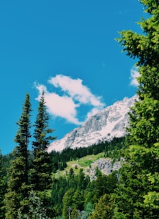 A picturesque mountain landscape with snow-capped peaks under a clear blue sky. Tall evergreen trees frame the foreground, and a mix of forested and rocky terrain makes up the mid-ground, leading up to the majestic white mountain.
