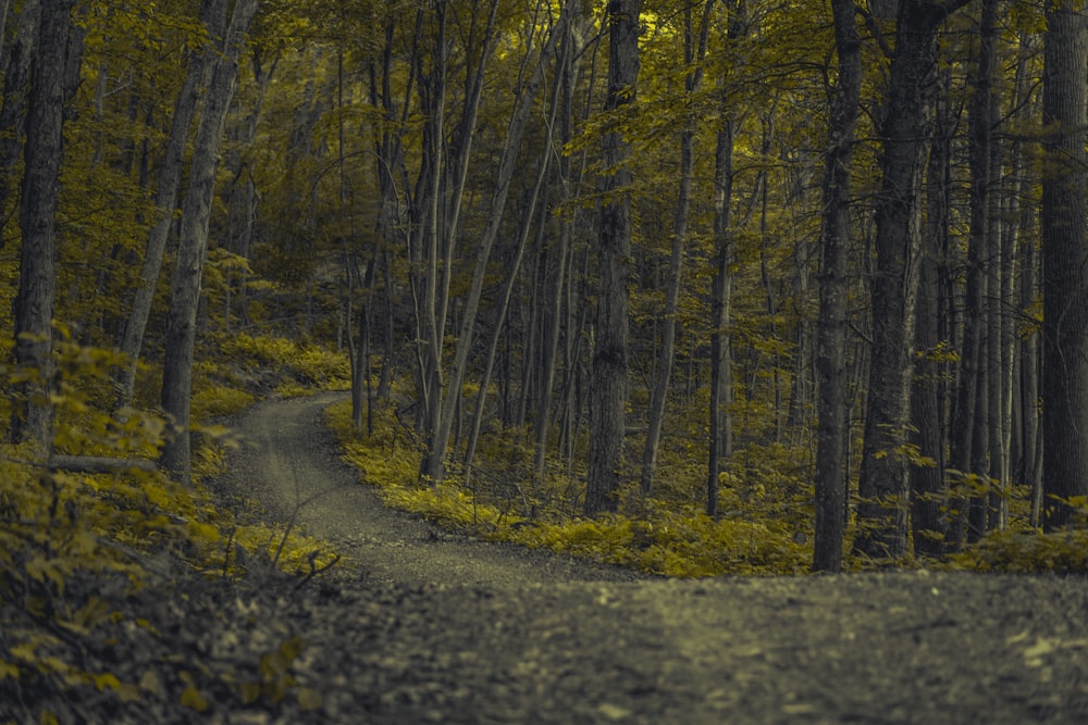 pathway surrounded with trees