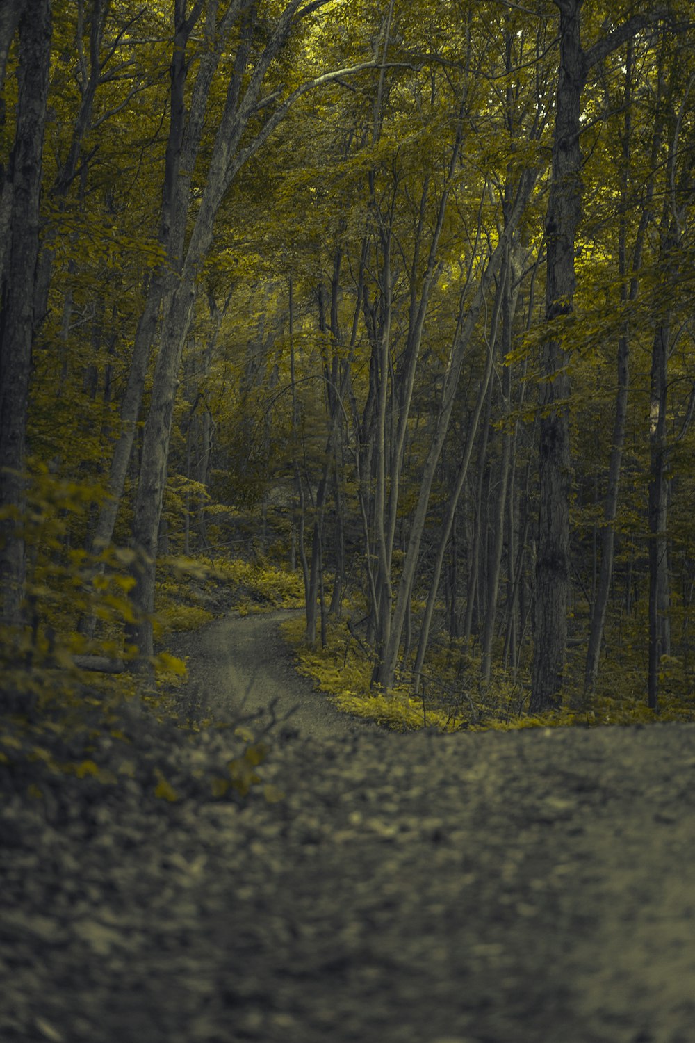 pathway between trees in forest