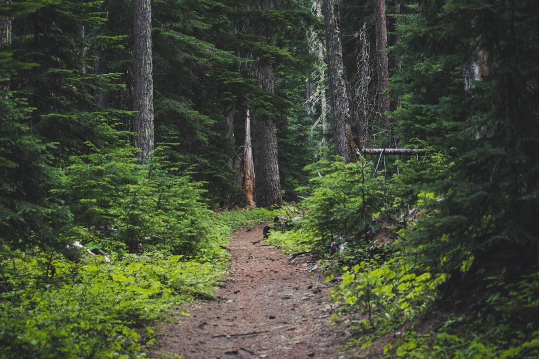 Forest photo spot Forest Lake Mount Rainier National Park, Narada Falls