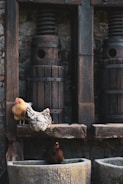 Three chickens are situated in a rustic setting. Two of them are perched on a wooden beam, and one is positioned in a stone trough. The setting features large, wooden mechanical components against a stone wall, giving a vintage and rural ambiance.