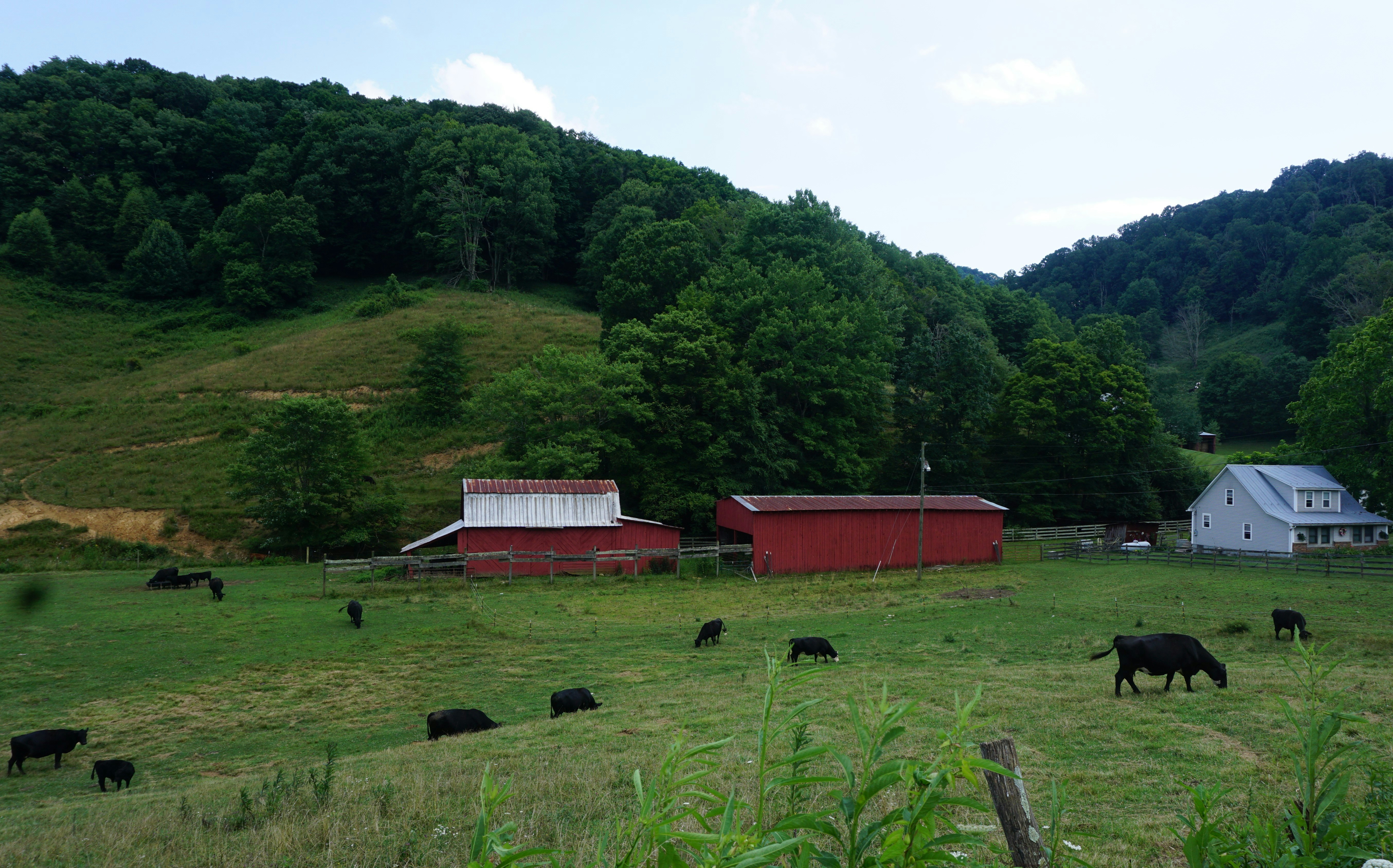 Farm barn and open pasture used for cattle housing in daylight