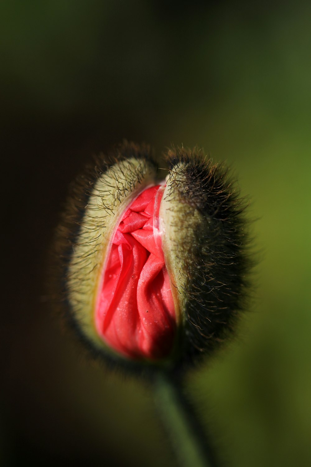 selective focus of green plant