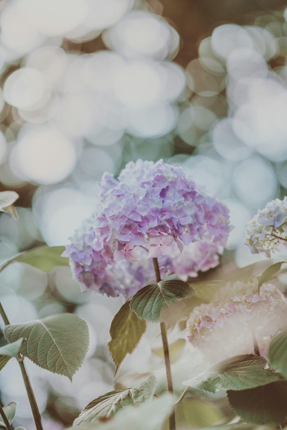 foto di messa a fuoco superficiale di fiore rosa