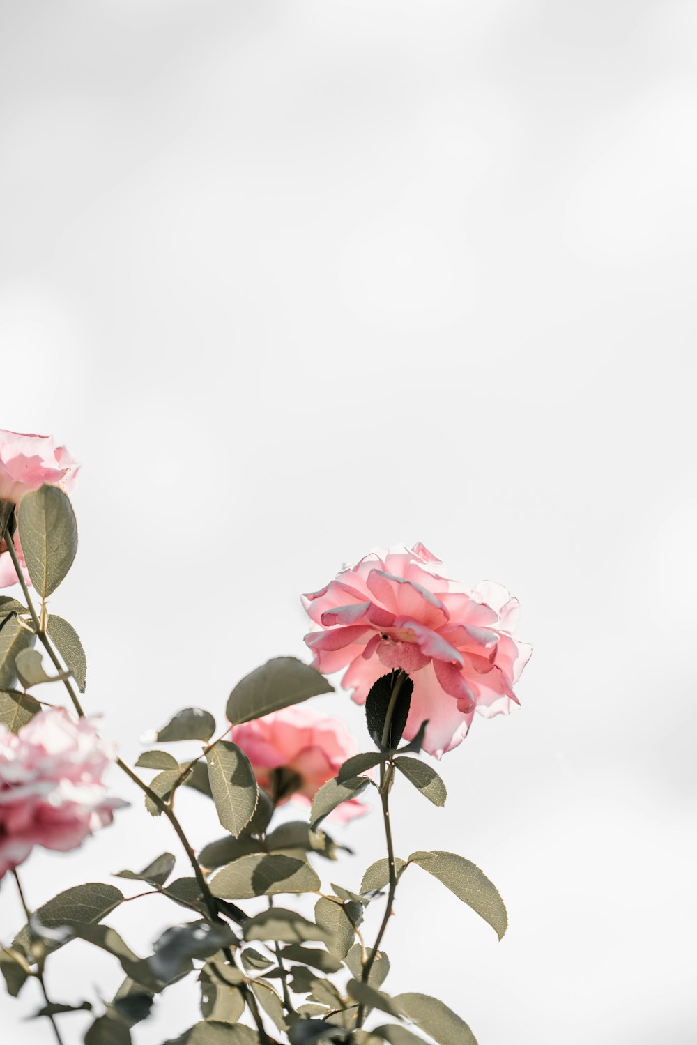fleurs aux pétales roses
