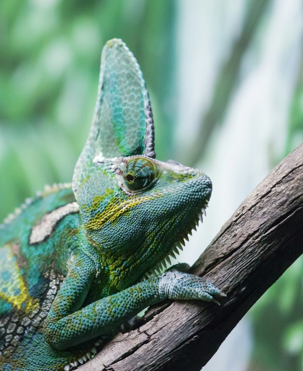 Photographie animalière de reptile vert