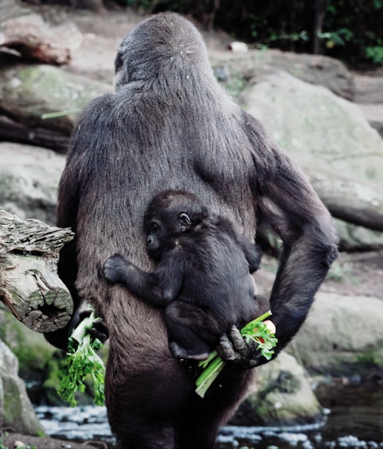 primate carrying young one on back in Taronga Zoo Australia