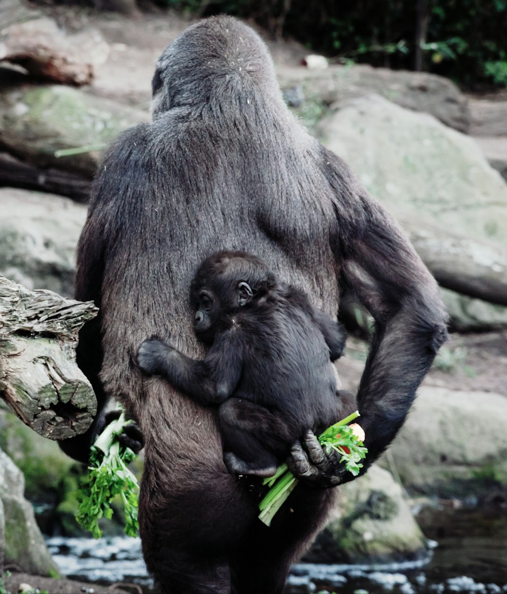 primate carrying young one on back