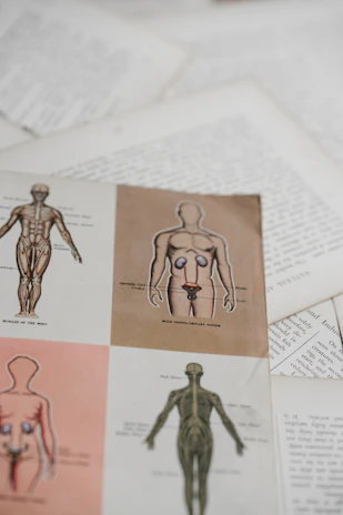 A detailed respiratory system study sheet featuring flowcharts and critical thinking prompts.