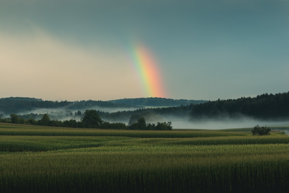 trees under rainbow