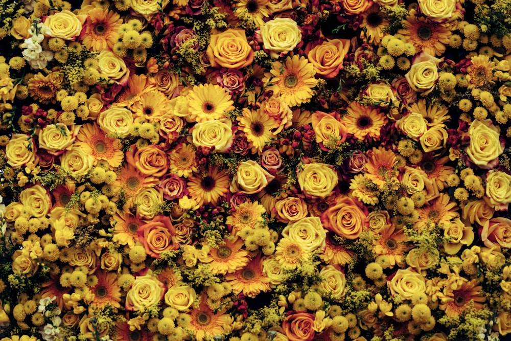노란 꽃의 근접 촬영 사진