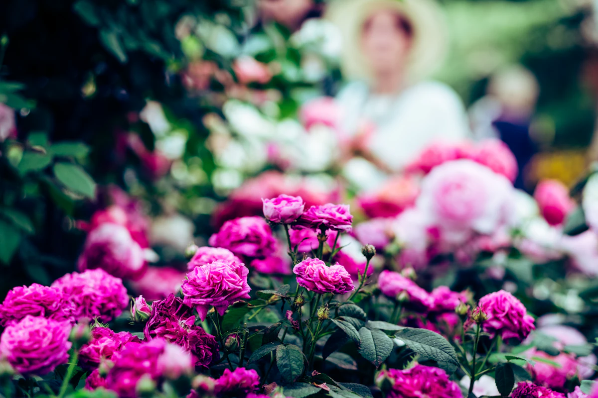 Pink roses in close-up (representative image)