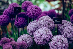purple Allium plants
