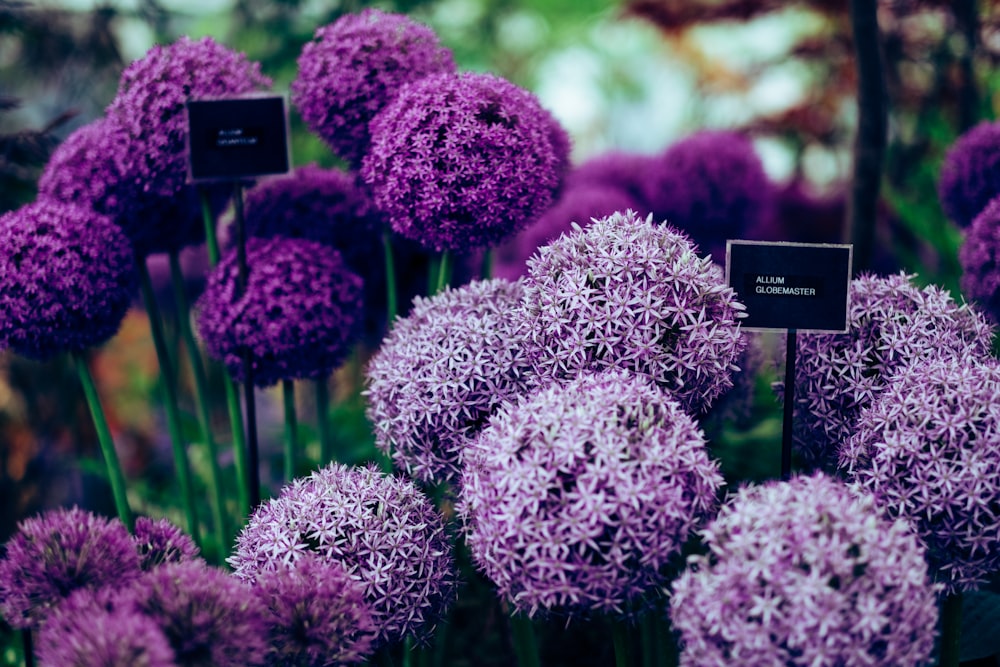 紫色のアリウムの植物