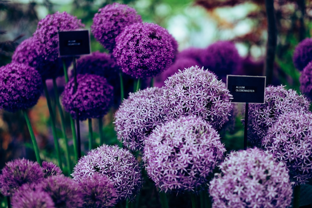 Plantas de Allium púrpura