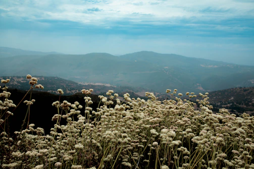 A spacious plot of land with wildflowers and rolling hills in the background.