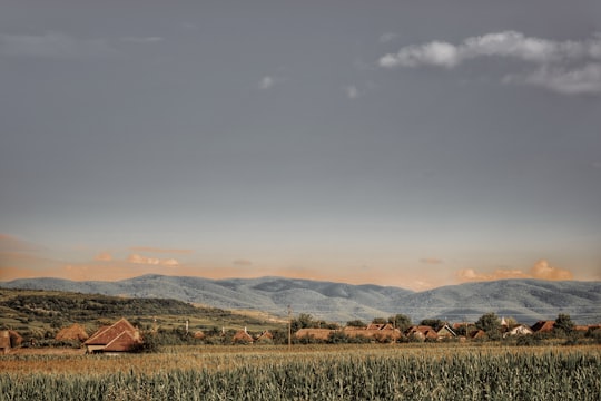 photo of Bihor County Plain near Oradea