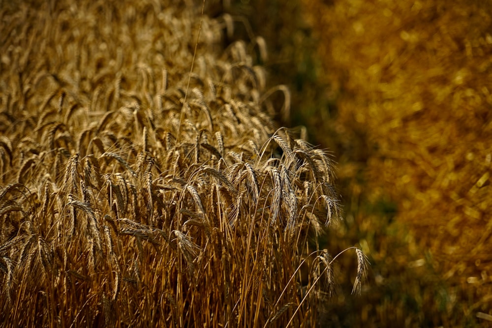 brown leafed plants