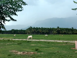 A serene farm landscape with cows grazing near flourishing date palms and moringa trees under a clear sky.