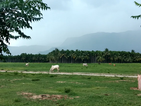 A serene farm landscape with cows grazing near flourishing date palms and moringa trees under a clear sky.