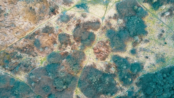 An aerial view of a landscape featuring patches of vegetation with paths or divisions creating a geometric pattern. Different shades of green and brown indicate varying plant life, possibly fields or forests, with lighter sandy areas, resembling a natural mosaic.