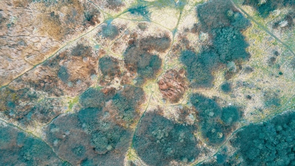An aerial view of a landscape featuring patches of vegetation with paths or divisions creating a geometric pattern. Different shades of green and brown indicate varying plant life, possibly fields or forests, with lighter sandy areas, resembling a natural mosaic.