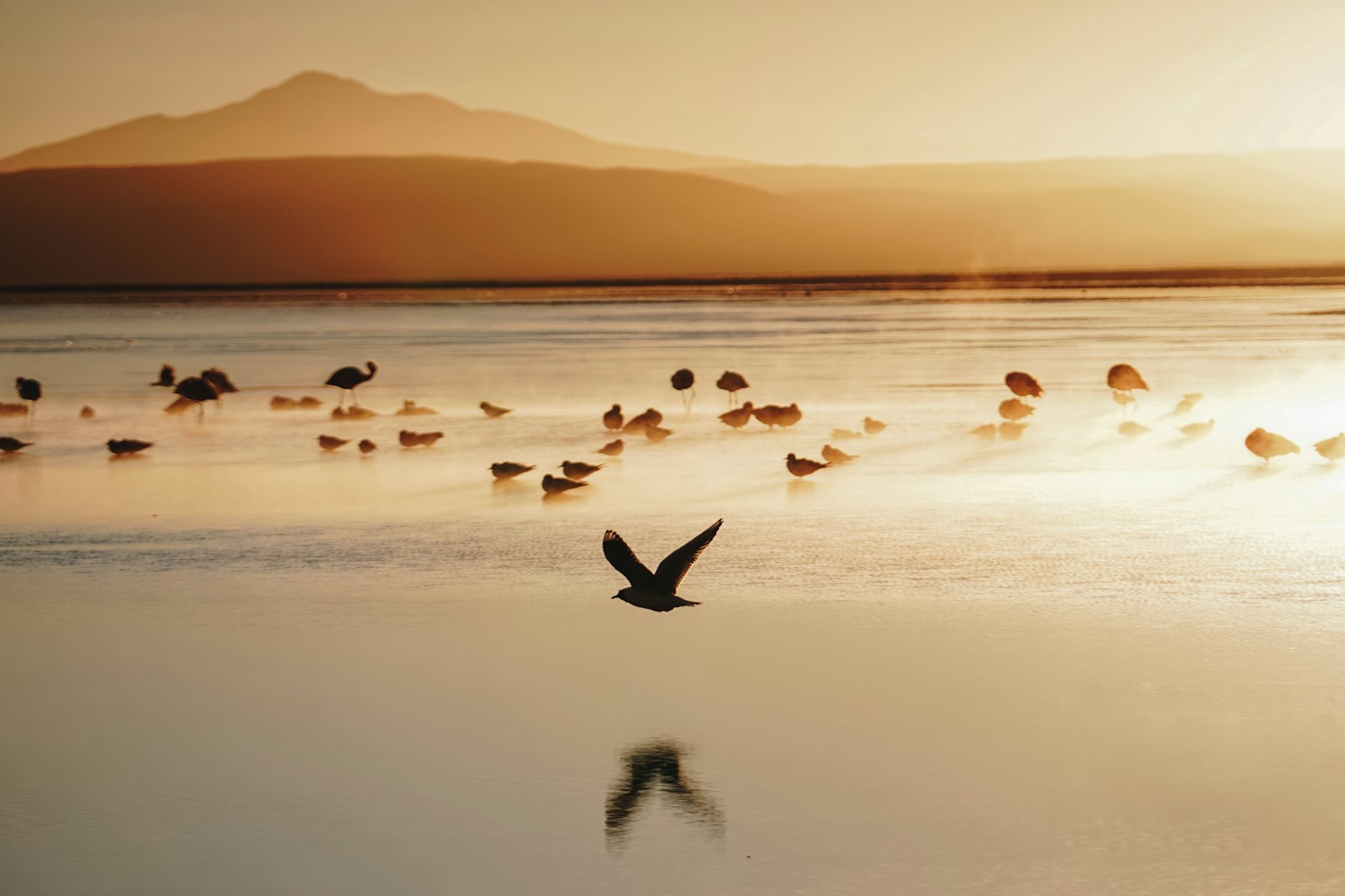 Sony a6300 + Sony E 18-200mm F3.5-6.3 OSS sample photo. Flock of birds in photography