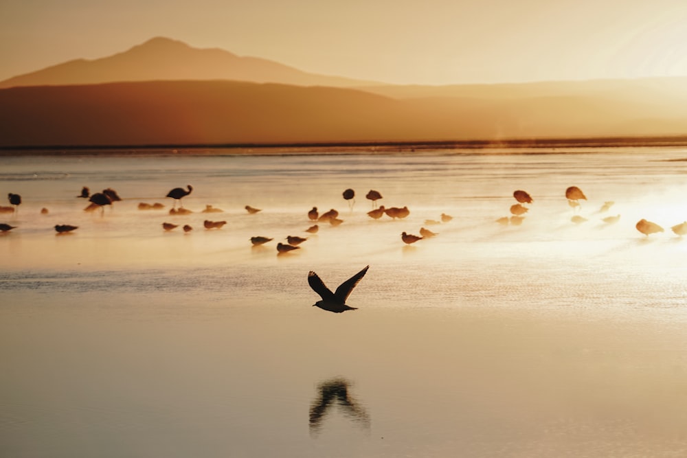 flock of birds in seashore