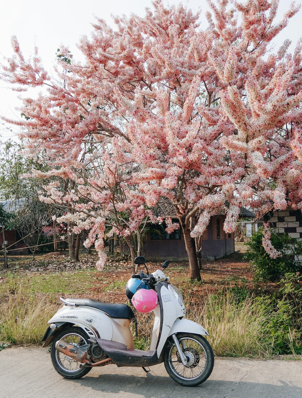 昼間、木の近くの歩道に駐車された白いスクーター