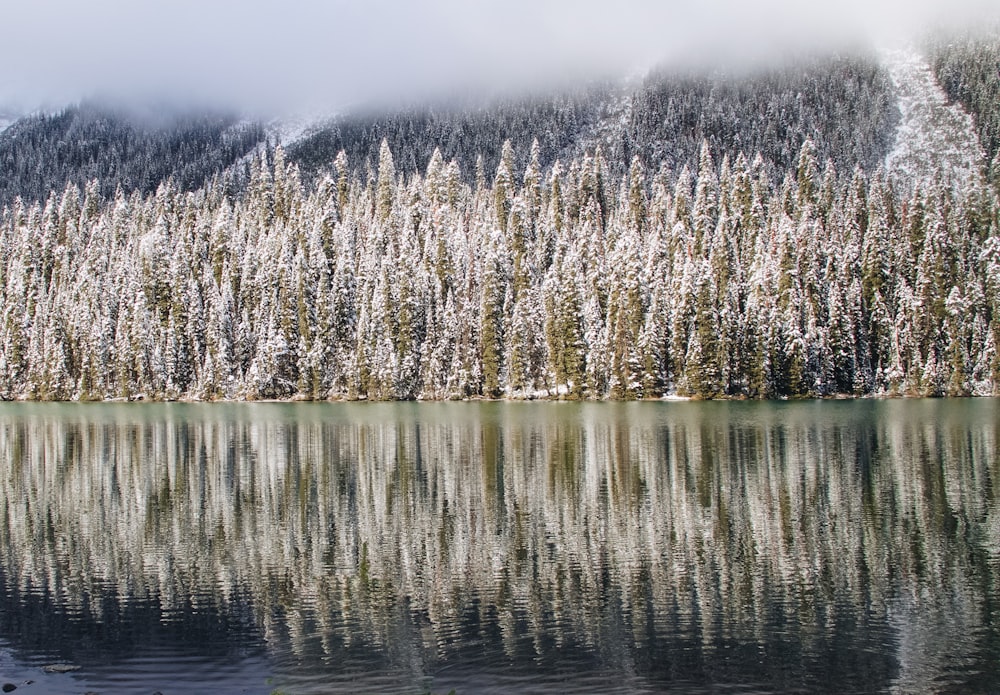 brown trees with smoke