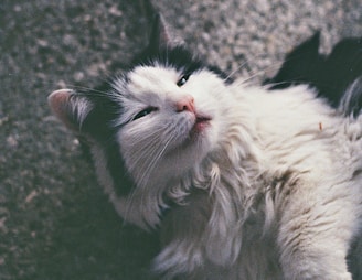 A fluffy cat relaxed and clean after an expert ear and coat treatment.