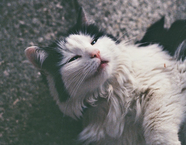 A fluffy cat relaxed and clean after an expert ear and coat treatment.