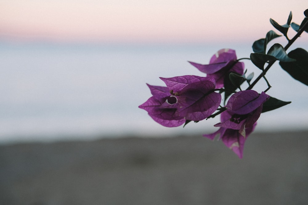 purple bougainvillea flower in bloom
