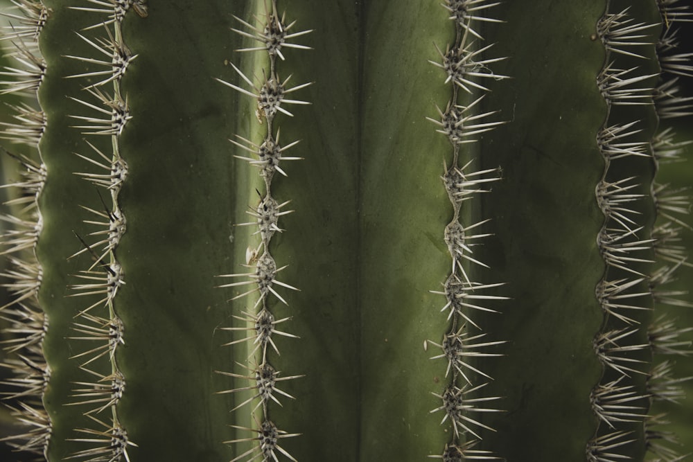 Makroaufnahme der Kaktuspflanze